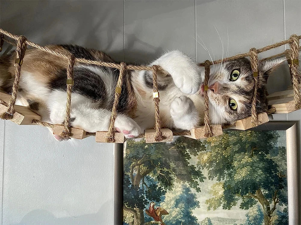 CatClimb
